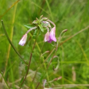 Epilobium billardiereanum subsp. hydrophilum at Cotter River, ACT - 28 Feb 2023