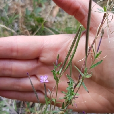 Epilobium billardiereanum subsp. cinereum (Hairy Willow Herb) at Cotter River, ACT - 28 Feb 2023 by BethanyDunne