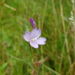 Epilobium billardiereanum subsp. hydrophilum at Lower Cotter Catchment - 28 Feb 2023 by BethanyDunne