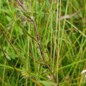 Epilobium billardiereanum subsp. hydrophilum at Cotter River, ACT - 28 Feb 2023