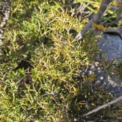 Lissanthe strigosa subsp. subulata (Peach Heath) at Stromlo, ACT - 12 May 2023 by BethanyDunne