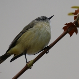 Acanthiza chrysorrhoa at Symonston, ACT - 28 May 2023