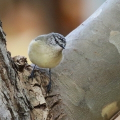 Acanthiza chrysorrhoa at Symonston, ACT - 28 May 2023