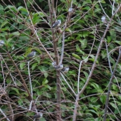 Stizoptera bichenovii at Symonston, ACT - 28 May 2023