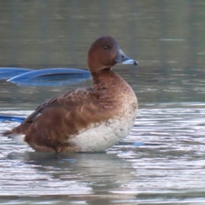 Aythya australis at Jerrabomberra, ACT - 28 May 2023