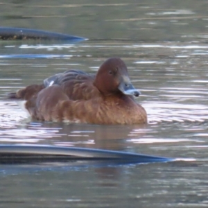 Aythya australis at Jerrabomberra, ACT - 28 May 2023