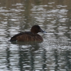 Aythya australis at Jerrabomberra, ACT - 28 May 2023