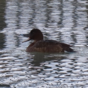 Aythya australis at Jerrabomberra, ACT - 28 May 2023