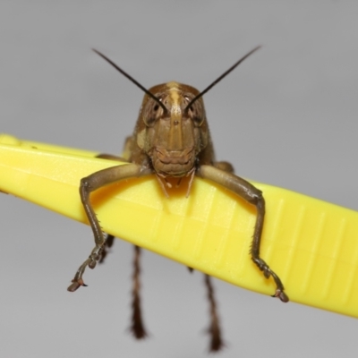 Valanga irregularis at  - suppressed by TimL
