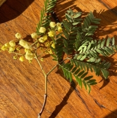 Acacia terminalis (Sunshine Wattle) at Termeil, NSW - 29 May 2023 by Syncarpia