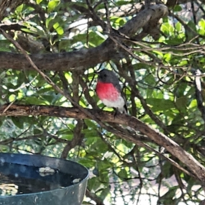 Petroica rosea (Rose Robin) at Hawker, ACT - 28 May 2023 by sangio7