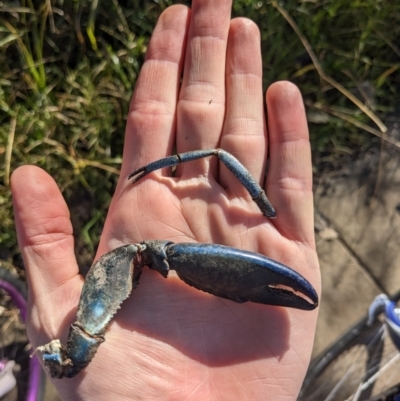 Cherax destructor (Common Yabby) at Lyneham, ACT - 29 May 2023 by WalterEgo