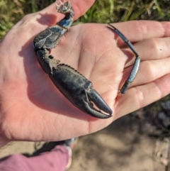 Cherax destructor at Lyneham, ACT - 29 May 2023