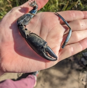 Cherax destructor at Lyneham, ACT - 29 May 2023