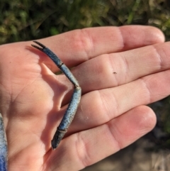 Cherax destructor at Lyneham, ACT - 29 May 2023