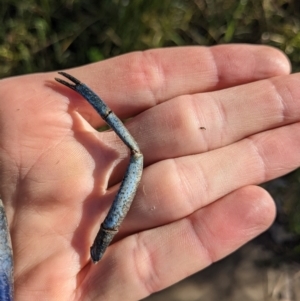 Cherax destructor at Lyneham, ACT - 29 May 2023