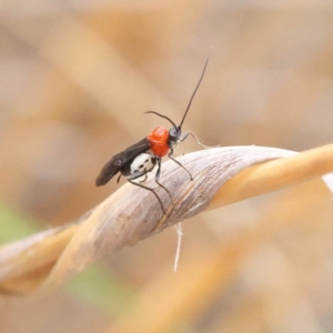 Braconidae (family) at O'Connor, ACT - 28 Feb 2023 09:48 AM