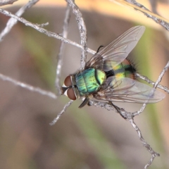 Rutilia sp. (genus) (A Rutilia bristle fly, subgenus unknown) at O'Connor, ACT - 27 Feb 2023 by ConBoekel