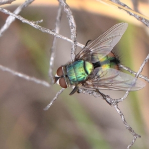 Rutilia sp. (genus) at O'Connor, ACT - 28 Feb 2023