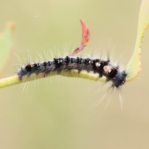 Lasiocampidae (family) immature at O'Connor, ACT - 28 Feb 2023 09:43 AM