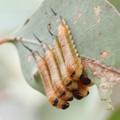 Lophyrotoma interrupta (Cattle Poisoning Sawfly) at O'Connor, ACT - 27 Feb 2023 by ConBoekel