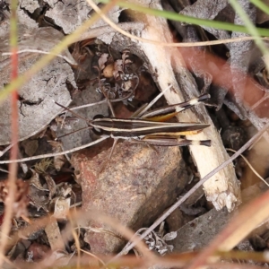 Macrotona australis at O'Connor, ACT - 28 Feb 2023 10:24 AM