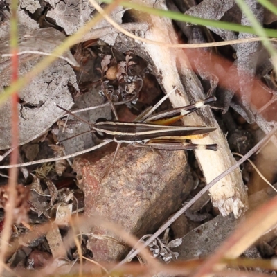 Macrotona australis (Common Macrotona Grasshopper) at O'Connor, ACT - 28 Feb 2023 by ConBoekel