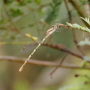 Austrolestes leda at O'Connor, ACT - 28 Feb 2023