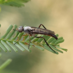 Taenogerella elizabethae at O'Connor, ACT - 28 Feb 2023 by ConBoekel