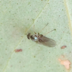 Hydrellia sp. (genus) (Lawn or Pasture Fly) at Dryandra St Woodland - 28 Feb 2023 by ConBoekel