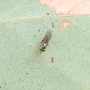 Hydrellia sp. (genus) at O'Connor, ACT - 28 Feb 2023