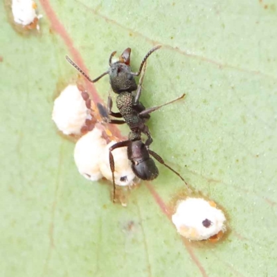 Rhytidoponera metallica (Greenhead ant) at O'Connor, ACT - 27 Feb 2023 by ConBoekel