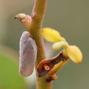 Anzora unicolor at O'Connor, ACT - 28 Feb 2023