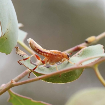 Pseudoperga belinda at O'Connor, ACT - 28 Feb 2023 by ConBoekel