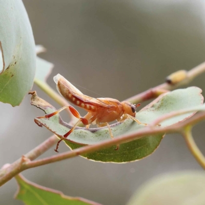 Pseudoperga sp. (genus) (Sawfly, Spitfire) at O'Connor, ACT - 27 Feb 2023 by ConBoekel