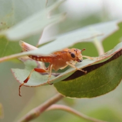 Pseudoperga sp. (genus) at O'Connor, ACT - 28 Feb 2023