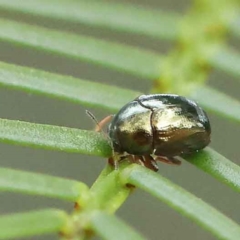 Ditropidus sp. (genus) (Leaf beetle) at O'Connor, ACT - 28 Feb 2023 by ConBoekel