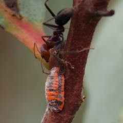 Monophlebulus sp. (genus) (Giant Snowball Mealybug) at O'Connor, ACT - 28 Feb 2023 by ConBoekel