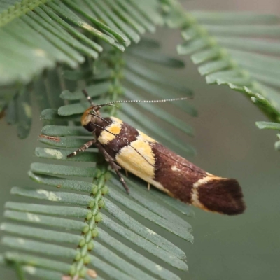 Macrobathra chrysotoxa (A Cosmet moth (Cosmopteriginae) at O'Connor, ACT - 28 Feb 2023 by ConBoekel