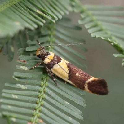 Macrobathra chrysotoxa (A cosmet moth) at O'Connor, ACT - 28 Feb 2023 by ConBoekel