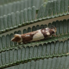 Macrobathra chrysotoxa (A cosmet moth) at O'Connor, ACT - 28 Feb 2023 by ConBoekel