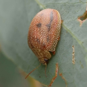 Paropsis atomaria at O'Connor, ACT - 28 Feb 2023 10:03 AM