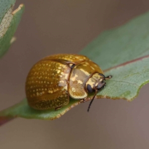 Paropsisterna cloelia at O'Connor, ACT - 28 Feb 2023