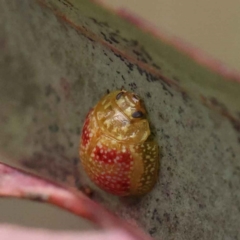 Paropsisterna fastidiosa (Eucalyptus leaf beetle) at O'Connor, ACT - 27 Feb 2023 by ConBoekel