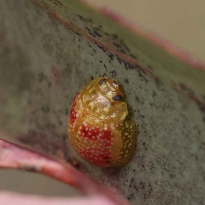 Paropsisterna fastidiosa (Eucalyptus leaf beetle) at O'Connor, ACT - 28 Feb 2023 by ConBoekel