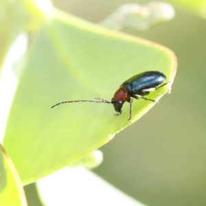 Adoxia benallae at O'Connor, ACT - 28 Feb 2023