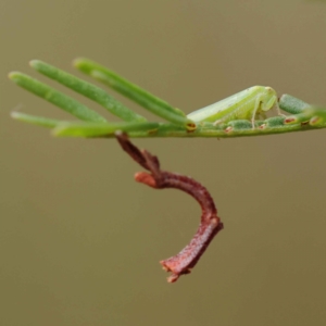 Rosopaella leurensis at O'Connor, ACT - 28 Feb 2023