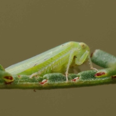 Rosopaella leurensis at O'Connor, ACT - 28 Feb 2023 10:51 AM