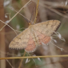 Scopula rubraria (Reddish Wave, Plantain Moth) at O'Connor, ACT - 27 Feb 2023 by ConBoekel