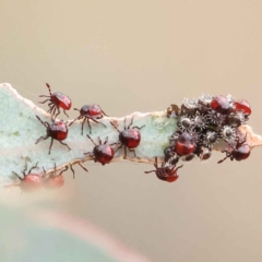 Oechalia schellenbergii (Spined Predatory Shield Bug) at O'Connor, ACT - 27 Feb 2023 by ConBoekel